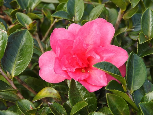 茶苑海月3
