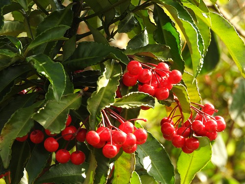 茶苑海月5