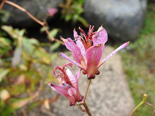 茶苑海月9