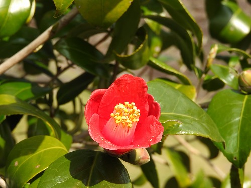 茶苑海月12