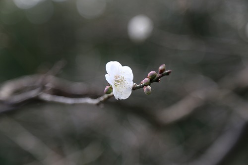 茶苑海月17