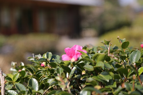 茶苑海月20