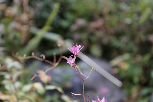 茶苑海月29