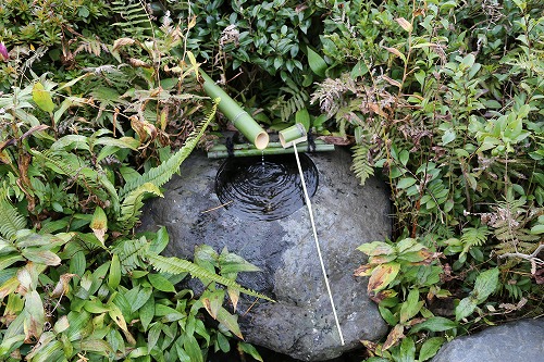 茶苑海月30