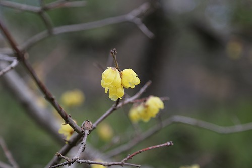 茶苑海月31