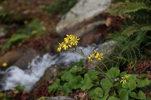 環境芸術の森11