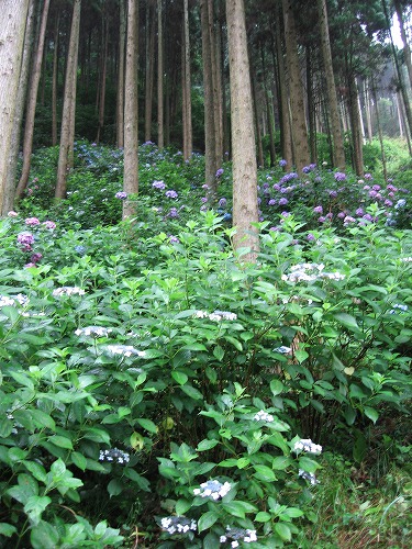 見返りの滝10