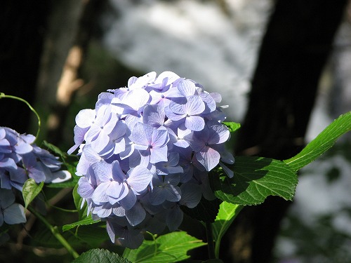 紫陽花展示園12