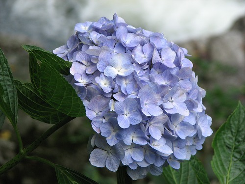 紫陽花展示園13