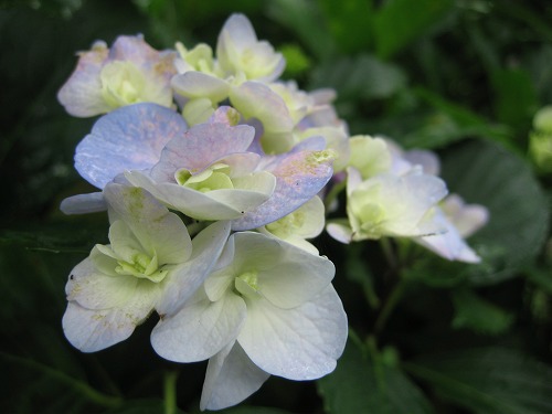 紫陽花展示園9
