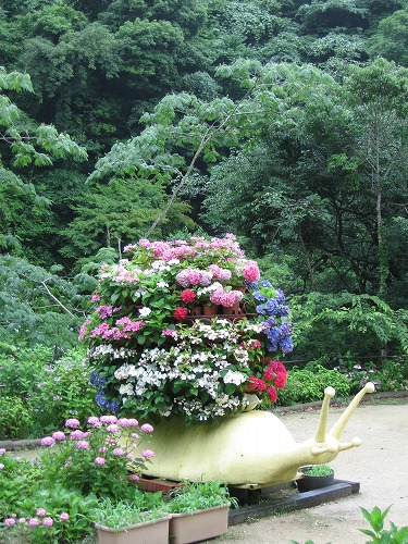 紫陽花展示園2