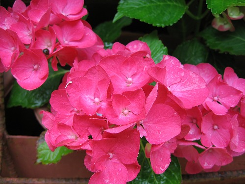 紫陽花展示園5