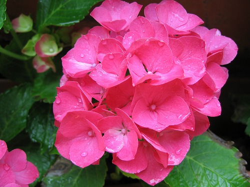 紫陽花展示園6