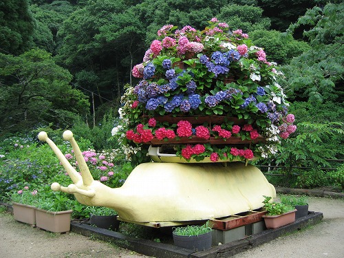 紫陽花展示園1