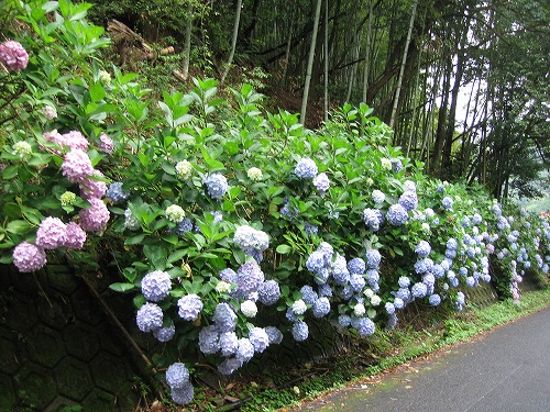 紫陽花展示園4