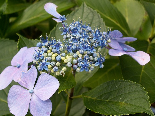 紫陽花展示園7