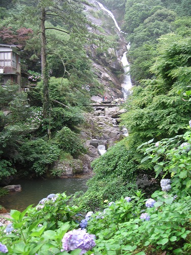 あじさい橋15