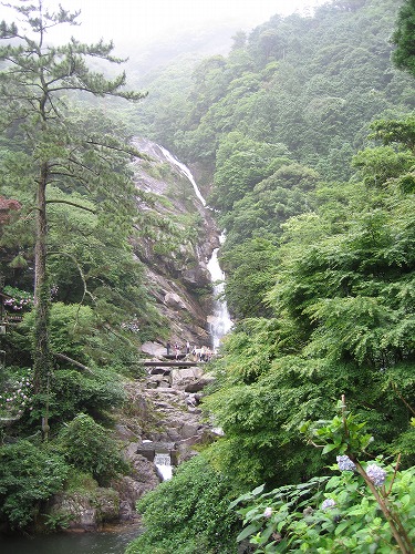 あじさい橋16
