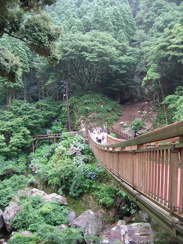 あじさい橋22