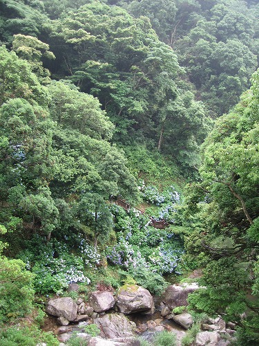 あじさい橋12