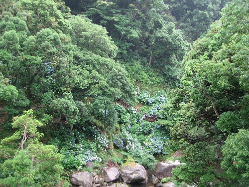 あじさい橋13
