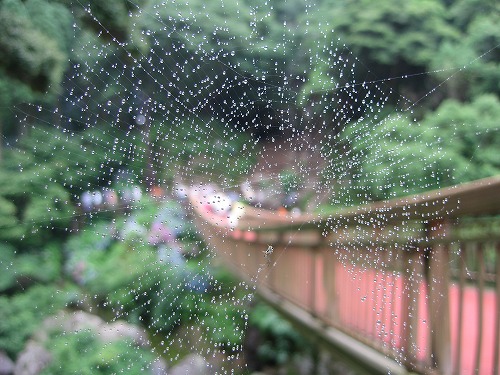 あじさい橋20