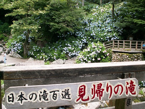 あじさい橋7
