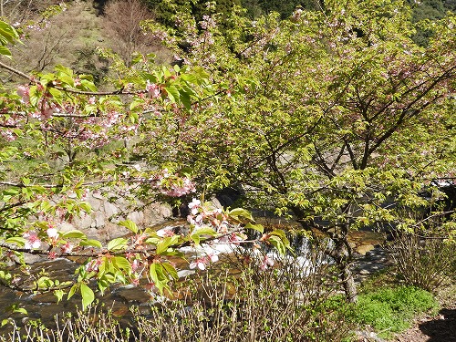 河津桜8