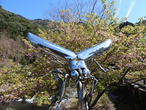 河津桜13