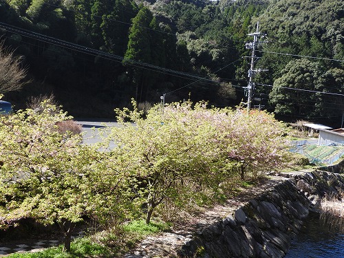 河津桜11