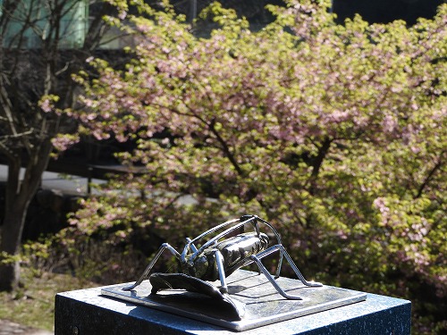 河津桜9