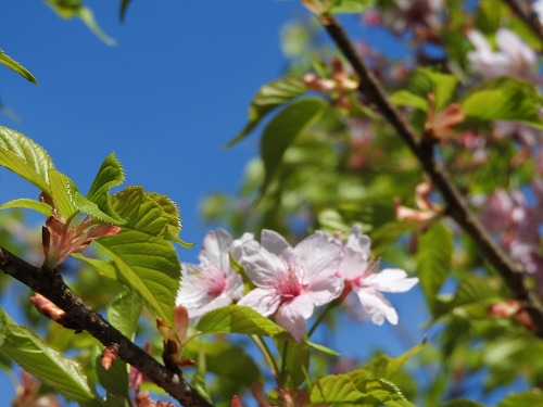 河津桜7