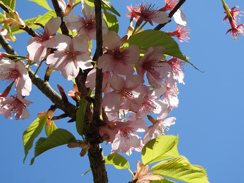 河津桜6