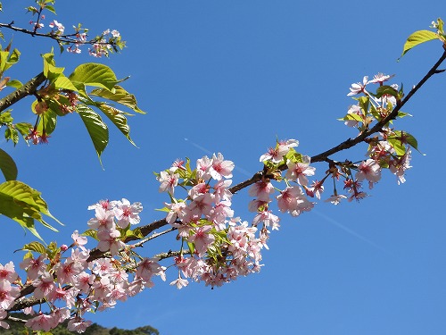 河津桜5