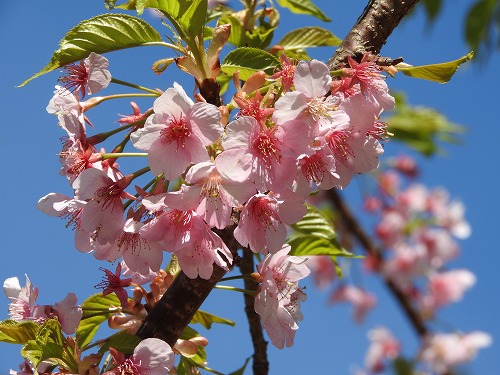 河津桜1