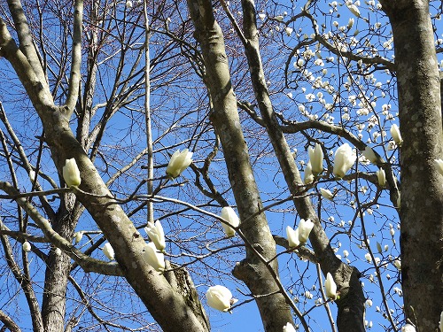 河津桜4