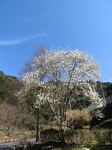 河津桜21