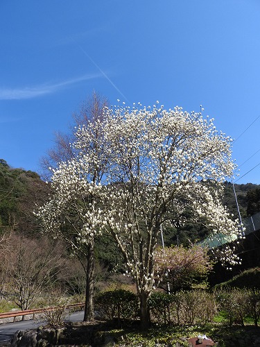 河津桜17