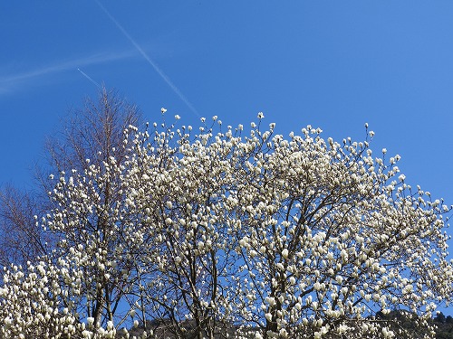 河津桜19