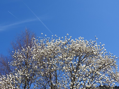 河津桜12