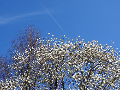 河津桜2