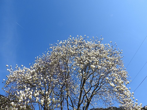 河津桜20