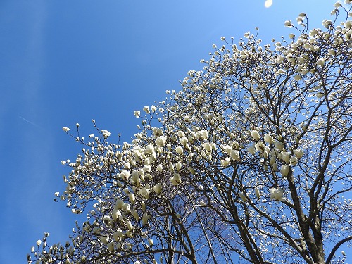 河津桜3