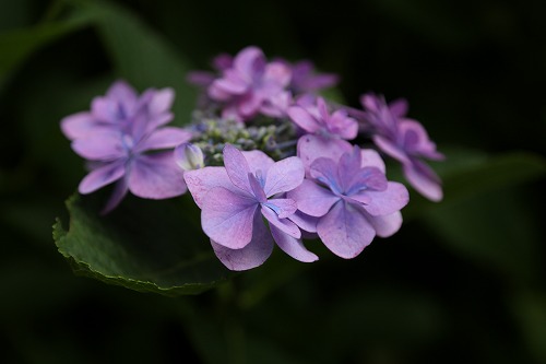 額紫陽花1