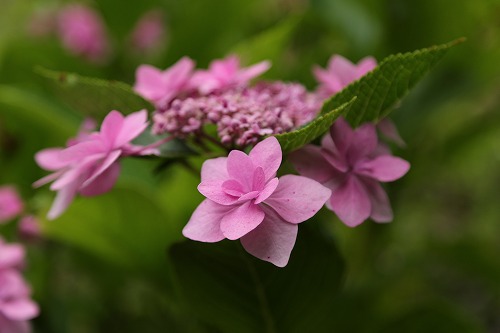 額紫陽花2