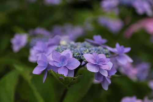 額紫陽花3