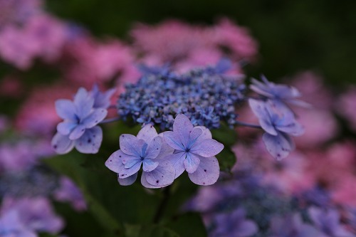 額紫陽花4