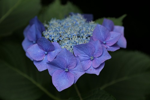 額紫陽花5