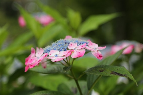 額紫陽花6