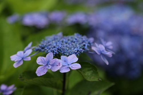 額紫陽花7